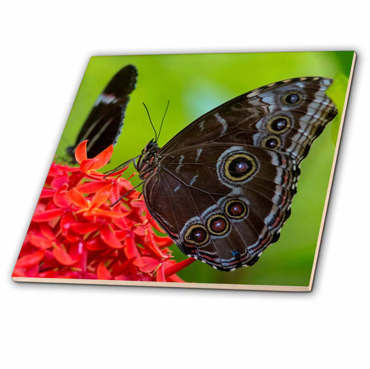 Blue Morpho butterfly in Key West, Florida, USizeA 12 Inch Ceramic Tile ct-230474-4