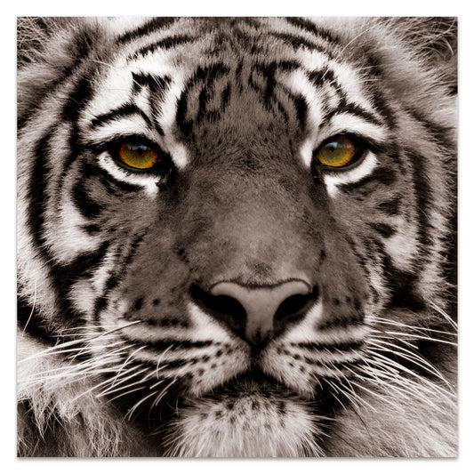 Empire Art Direct Eye of the Tiger Frameless Free Floating Tempered Glass Panel Graphic Wall Art, 38" x 38" x 0.2", Ready to Hang