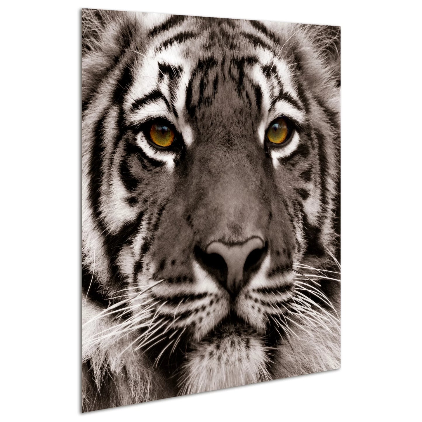 Empire Art Direct Eye of the Tiger Frameless Free Floating Tempered Glass Panel Graphic Wall Art, 38" x 38" x 0.2", Ready to Hang