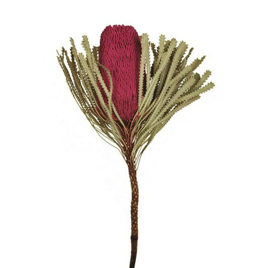 Vickerman  Jumbo Erica Pink Banksia Flower Sizetems - Erica Pink - 12-18 in.